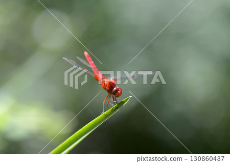 Red dragonfly 130860487