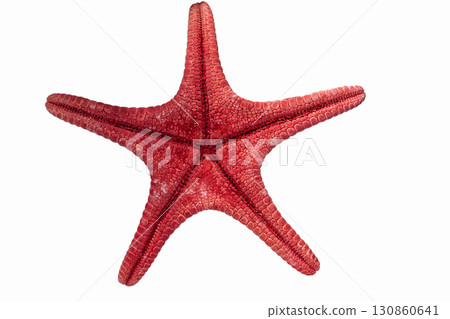 Red starfish isolated on white background showing its texture Red starfish isolated on white background showing its texture 130860641