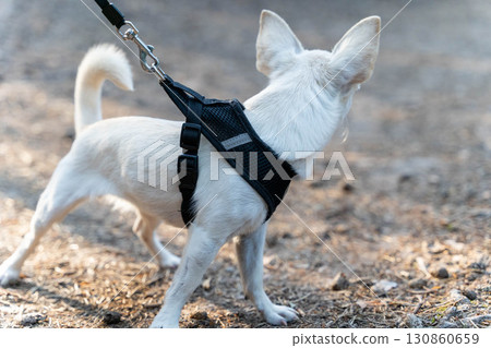 Small white dog wearing a harness and leash looking back while walking Small white dog wearing a harness and leash looking back while walking 130860659