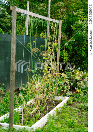 Withered cucumber plants in raised garden bed in autumn Withered cucumber plants in raised garden bed in autumn 130860668