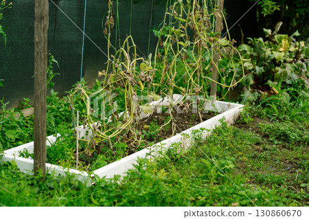 Withered cucumber plants in raised garden bed in autumn 130860670