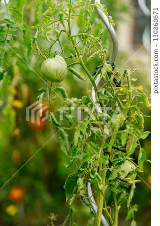 Bush with green tomato and signs of late blight. Bush with green tomato and signs of late blight. 130860671