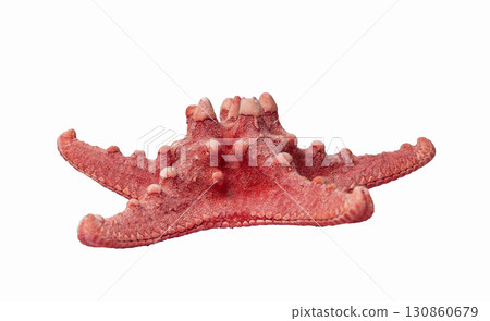 Red starfish isolated showing tiny spines covering its body 130860679