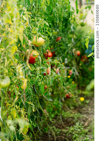 Tomatoes in backyard garden at the end of season 130860680