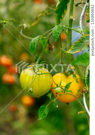Overripe tomatoes on vine in garden with cracked skin 130860682