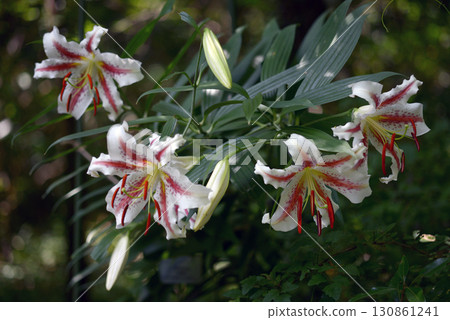 野百合 野百合 130861241