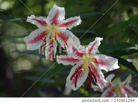 Wild lily Wild lily 130861244