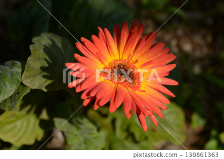 雛菊 雛菊 130861363