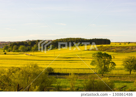 A picturesque landscape showcases a bright yellow field, complemented by trees and a sky. A tranquil scene evokes a sense of peace and natural beauty. A picturesque landscape showcases a bright yellow field, complemented by trees and a sky. A tranquil scene evokes a sense of peace and natural beauty. 130861486