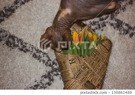 A curious sphynx cat sniffs a bouquet of fresh tulips wrapped in vintage newspaper, adding a touch of whimsy. Sphinx kitty with orange bulb flowers. 130861489