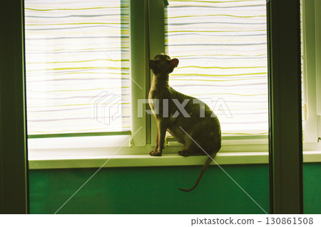 A hairless Sphynx cat sits on a windowsill looking up. A curious Sphinx kitty sits by a window, observing something indoors with soft light and blinds 130861508