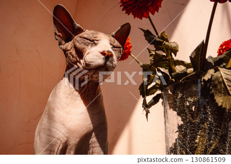 A Sphynx cat, eyes closed, enjoying warm sunlight near the red dahlias in a vase in a sunlit. A Sphinx kitty enjoys serene atmosphere at summer day. 130861509