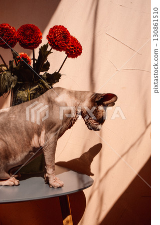 A Sphynx cat, eyes closed, enjoying warm sunlight near the red dahlias in a vase in a sunlit. A Sphinx kitty enjoys serene atmosphere at summer day. 130861510