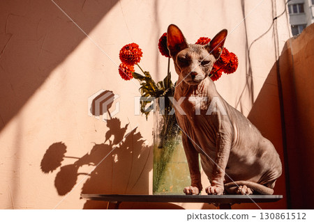 A Sphynx cat, eyes closed, enjoying warm sunlight near the red dahlias in a vase in a sunlit. A Sphinx kitty enjoys serene atmosphere at summer day. 130861512