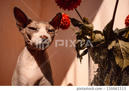 A Sphynx cat, eyes closed, enjoying warm sunlight near the red dahlias in a vase in a sunlit. A Sphinx kitty enjoys serene atmosphere at summer day. A Sphynx cat, eyes closed, enjoying warm sunlight near the red dahlias in a vase in a sunlit. A Sphinx kitty enjoys serene atmosphere at summer day. 130861513