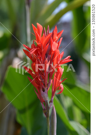 Tando 130861520