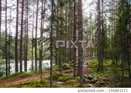 Tall pine trees in a quiet forest with moss covered rocks and a dirt path Tall pine trees in a quiet forest with moss covered rocks and a dirt path 130861571
