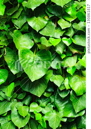 Closeup shot of green ivy background 130861817