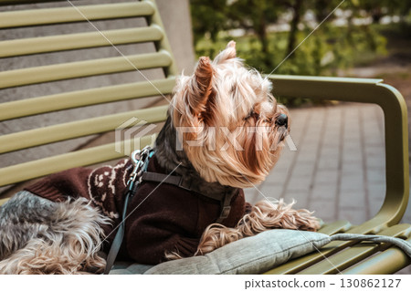 A charming Yorkshire Terrier wearing a stylish sweater relaxes on a park sit in the sunshine A cute Yorkie dog relaxes on a bench, enjoying spring day A charming Yorkshire Terrier wearing a stylish sweater relaxes on a park sit in the sunshine A cute Yorkie dog relaxes on a bench, enjoying spring day 130862127