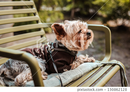 A charming Yorkshire Terrier wearing a stylish sweater relaxes on a park sit in the sunshine A cute Yorkie dog relaxes on a bench, enjoying spring day A charming Yorkshire Terrier wearing a stylish sweater relaxes on a park sit in the sunshine A cute Yorkie dog relaxes on a bench, enjoying spring day 130862128