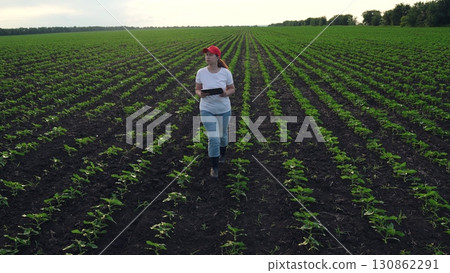 Agriculture, Lady in casual clothes examines cornfield seedlings under bright morning sky, Green rows of crops carefully checked by farmer holding touchscreen device, Technology in farming: woman Agriculture, Lady in casual clothes examines cornfield seedlings under bright morning sky, Green rows of crops carefully checked by farmer holding touchscreen device, Technology in farming: woman 130862291