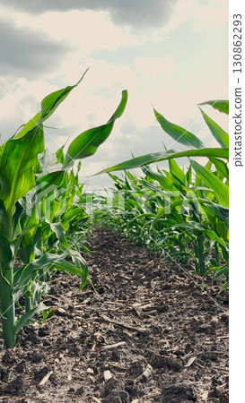 Maize plants growing tall, Soil rich and fertile, Countryside agricultural land, Blue sky with soft clouds, Hopeful farm morning, Early summer plantation, Lush vegetation detail, Fresh green leaves Maize plants growing tall, Soil rich and fertile, Countryside agricultural land, Blue sky with soft clouds, Hopeful farm morning, Early summer plantation, Lush vegetation detail, Fresh green leaves 130862293