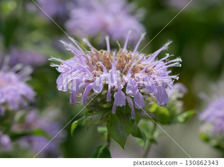 野生佛手柑 130862343