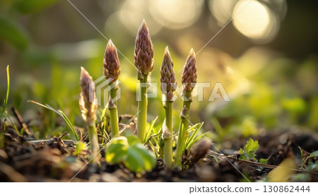 Observing Wild Asparagus Up Close In The Shade 130862444