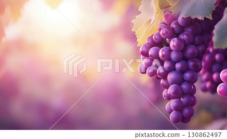 Grapes Of Rich Purple Hanging On Vine In French Vineyard Grapes Of Rich Purple Hanging On Vine In French Vineyard 130862497