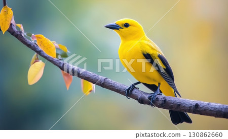 Eurasian Golden Oriole 130862660
