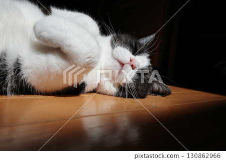 Laying cat 130862966