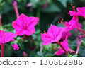 Bright pink flowers close up. Blossom pink flowers. Photo of phlox flower in macro style. 130862986