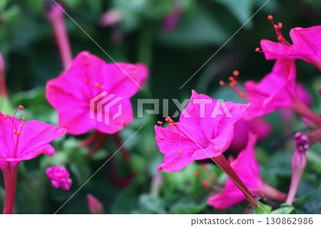 Bright pink flowers close up. Blossom pink flowers. Photo of phlox flower in macro style. 130862986