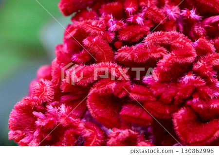 Vibrant Red Cockscomb Flowers in Full Bloom. 130862996