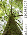 Detailed photo of a tree trunk with lush green foliage, highlighting natural bark texture and vibrant leaves. 130862997