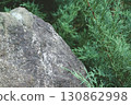 Grey Rock and Thuja Foliage Natural Garden Composition. 130862998