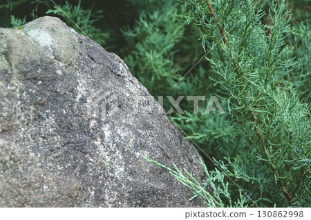 Grey Rock and Thuja Foliage Natural Garden Composition. 130862998