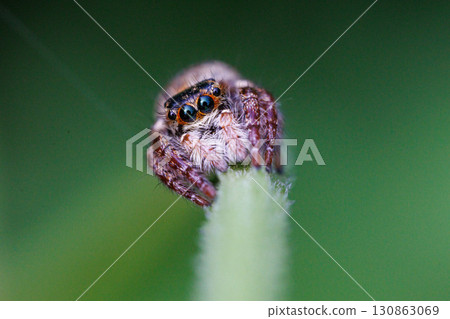 The adorable jumping spider with its round eyes The adorable jumping spider with its round eyes 130863069