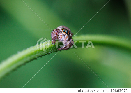 The adorable jumping spider with its round eyes 130863071