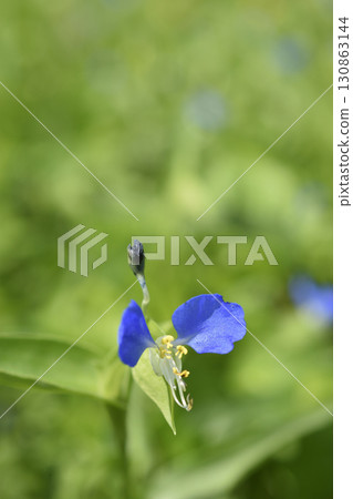 Grass Grass 130863144