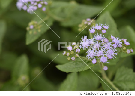 Euphorium Euphorium 130863145