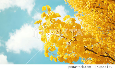 ginkgo sky clouds biloba leaves yellow blue white 130864179