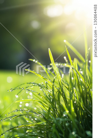grassy field sunlight dewdrops blades grass scene atmosphere 130864488