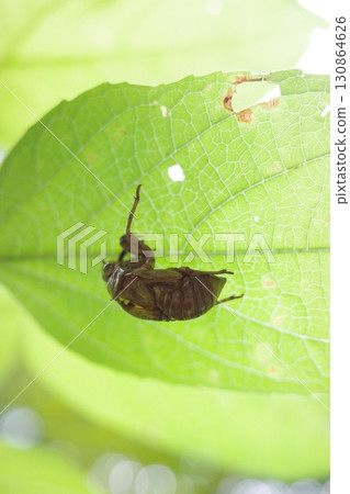 In a summer forest, a cicada shell is left clinging to the underside of a leaf. 130864626
