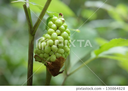 在夏季森林裡,藍色蛇草果實在變紅之前 在夏季森林裡,藍色蛇草果實在變紅之前 130864828