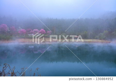 晨霧與山櫻：聖高原與仲卷湖的神秘早晨 130864952
