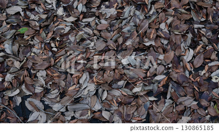 Fallen leaves  130865185