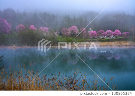 Morning mist and mountain cherry blossoms: A mysterious morning at Hijiri Plateau and Lake Nakamaki 130865334