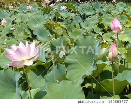風景與蓮花 風景與蓮花 130865777