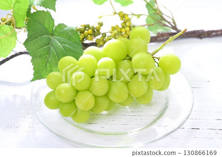 註：背景中的樹葉是人造的。經過了一些修飾。閃耀的麝香葡萄沐浴在清晨的陽光下。 130866169